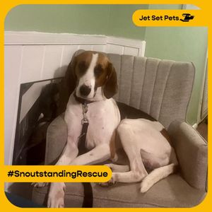 Image post by @jetsetpets on Instagram