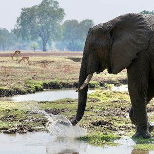 Image post by @chiawasafaris on Instagram