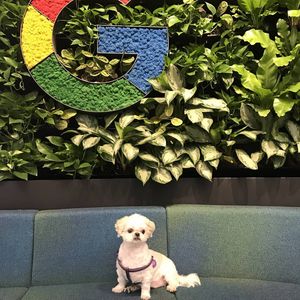 Image post by @google on Instagram