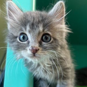 Image post by @whitmanpets on Instagram