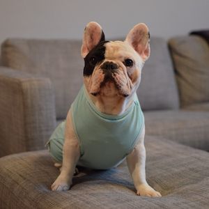 Image post by @animalplanet on Instagram