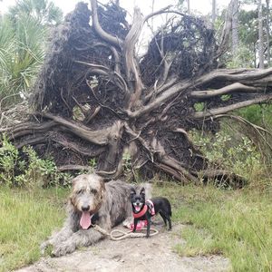 Image post by @thesavannahwolfhound on Instagram