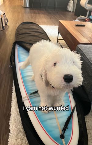 Video post by @cameron_brink on TikTok