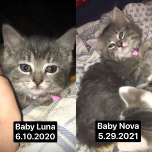 Image post by @kowalskikitties on Instagram