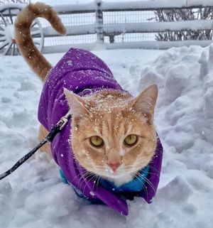 Image post by @9newsdenver on Instagram