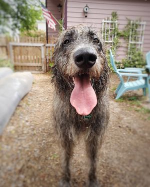 Image post by @thesavannahwolfhound on Instagram