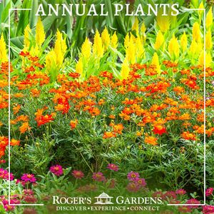 Image post by @rogersgardens on Instagram