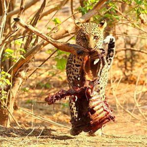 Image post by @chiawasafaris on Instagram