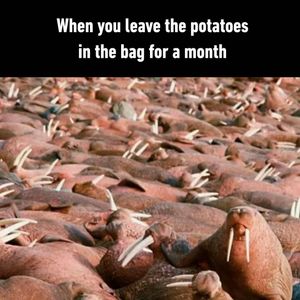 Image post by @9gag on Instagram