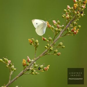 Image post by @lightboximages on Instagram