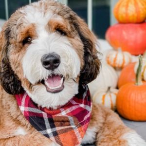 Image post by @evolvepetfood on Instagram