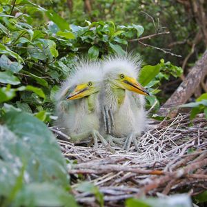 Image post by @animalplanet on Instagram
