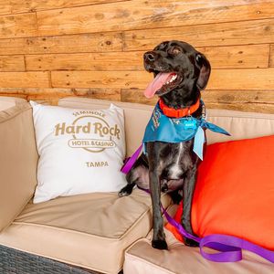 Image post by @hardrocktampa on Instagram