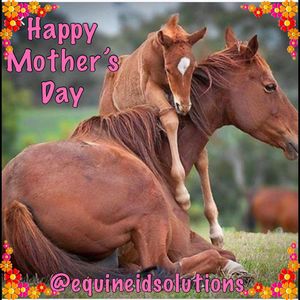 Image post by @equineidsolutions on Instagram