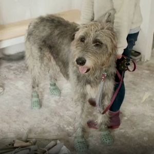 Image post by @thesavannahwolfhound on Instagram