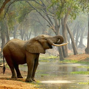 Image post by @chiawasafaris on Instagram
