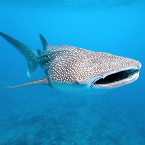 Image post by @animalplanet on Instagram