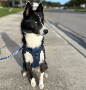 Image post by @tux_the_blue_pomsky on Instagram