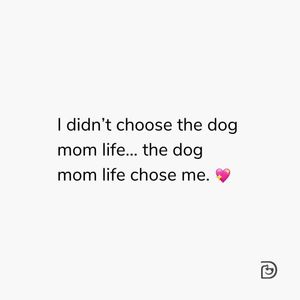 Image post by @dogtopiagr on Instagram
