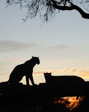 Image post by @chiawasafaris on Instagram