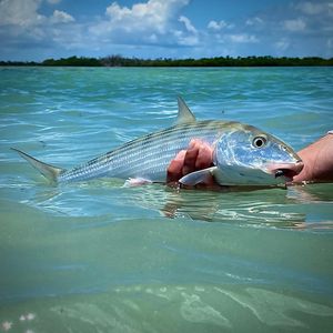 Image post by @toadfishoutfitters on Instagram