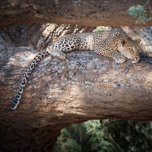 Image post by @chiawasafaris on Instagram