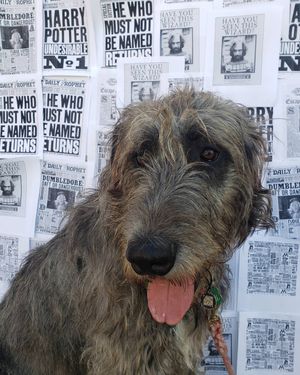 Image post by @thesavannahwolfhound on Instagram