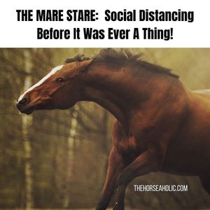 Image post by @equineidsolutions on Instagram