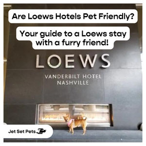 Image post by @jetsetpets on Instagram