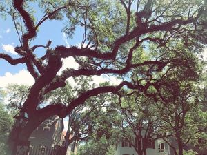 Image post by @collegeofcharleston on Instagram