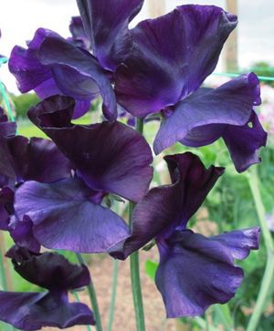 Image post by @rogersgardens on Instagram
