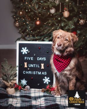 Image post by @evolvepetfood on Instagram