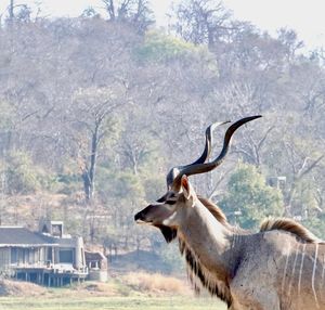 Image post by @chiawasafaris on Instagram