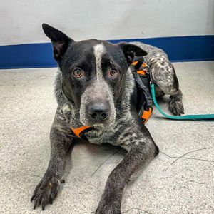 Image post by @spokhumanesoc on Instagram