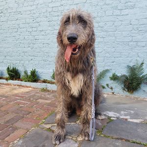 Image post by @thesavannahwolfhound on Instagram