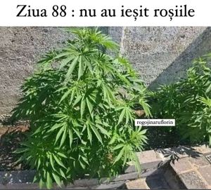 Image post by @rogojinaruflorin on Instagram