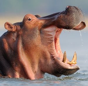 Image post by @chiawasafaris on Instagram