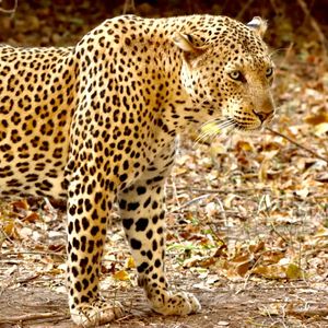 Image post by @chiawasafaris on Instagram