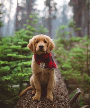 Image post by @evolvepetfood on Instagram
