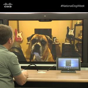 Image post by @cisco on Instagram