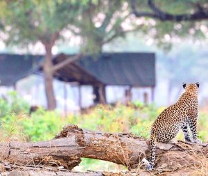 Image post by @chiawasafaris on Instagram