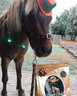 Image post by @equine_passion_online on Instagram