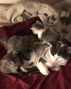 Image post by @kowalskikitties on Instagram