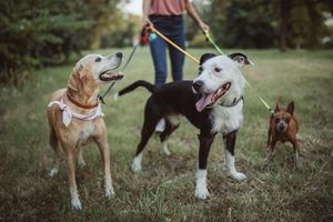 Image post by @animalplanet on Instagram