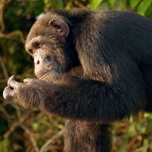 Image post by @animalplanet on Instagram