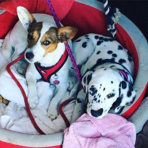 Image post by @snaffle_it on Instagram