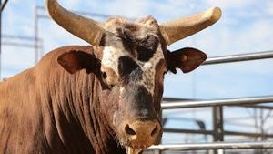 Video post by @pbr on YouTube