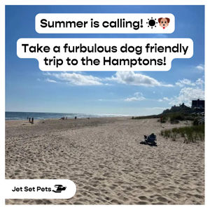 Image post by @jetsetpets on Instagram