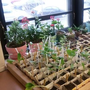 Image post by @kidsgardening on Instagram