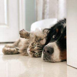 Image post by @nulopetfood on Instagram